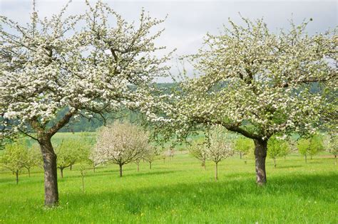 The fruit buds will turn into flowers, bloom, get pollinated (hopefully) and produce fruit. Best Time For Spraying Trees - When To Spray Fruit Trees