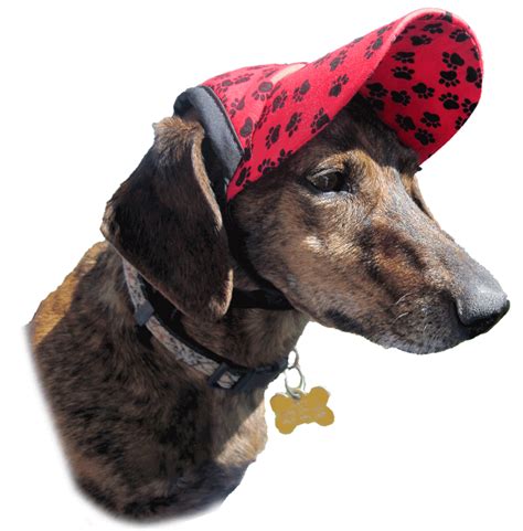 K 9 Kool Hats Hats For Dogs