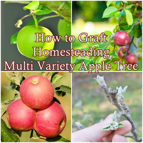 How To Graft Homesteading Multi Variety Apple Tree The Homestead Survival