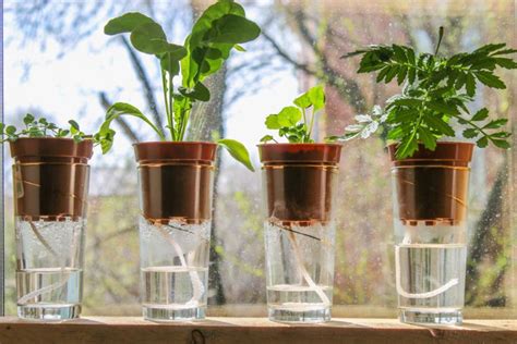 9 Brilliant Ways To Water Your Plants While You Aren T Home