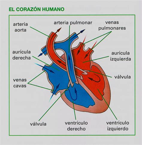 Lista 103 Foto Dibujo Del Corazón Humano Fácil Con Sus Partes Alta
