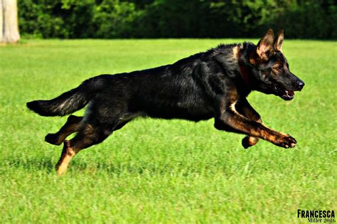 Red Sable German Shepherd Puppies