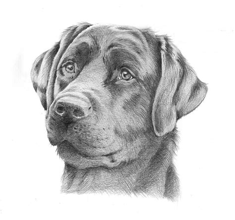 Realistic Drawings Of Dogs Pencil Pet Portraits Animal Drawings