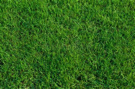 Bermuda Grass Stock Photo Image Of Growth Countryside 10692166