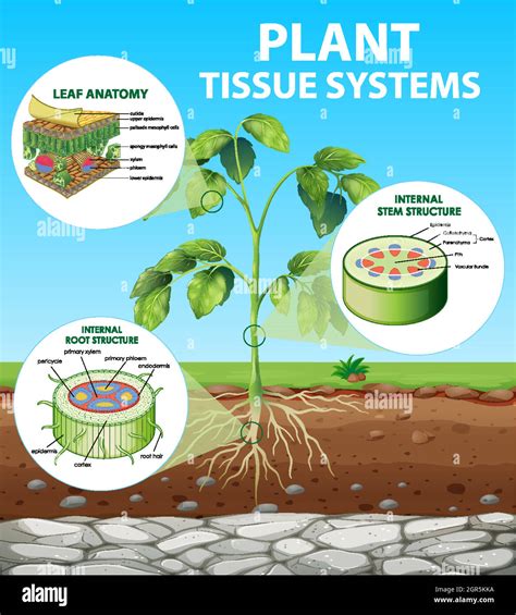 Diagram Showing Plant Tissue Systems Stock Vector Image And Art Alamy