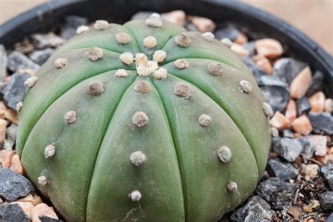 Cactus care, gallery and names. Types of Cacti - You'd Never Ever Believe They Were So Pretty