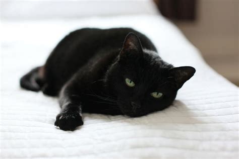 14 Black Cats Who Are All Of Us Blackcats Cat Facts Tabby Cat Cats
