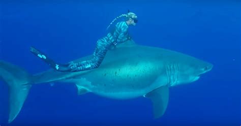 woman swims alongside 20 foot great white shark and the whole thing is caught on camera