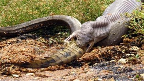 Python Eats A Crocodile Photographer Captures Incredible Pictures Of