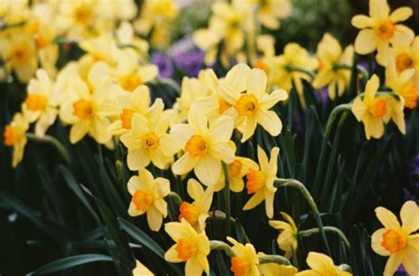 We did not find results for: How to Deadhead Daffodils | eHow