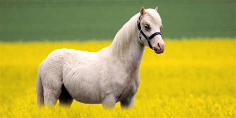 What Is A Welsh Pony Facts You Should Know About This Pony Breed