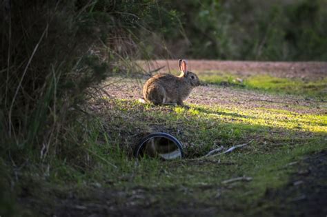 How 24 Rabbits Took Over Australia Dna Study Confirms What Caused