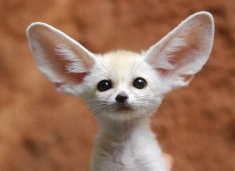 Fennec Fox North Africa Its Giant Ears Twice The Size Of Its Face