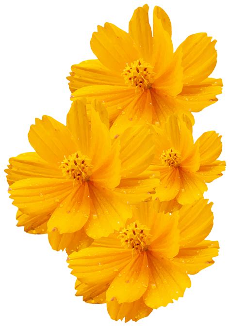 Cosmos sulphureus Cosmos bipinnatus Yellow Flower Euclidean vector ...