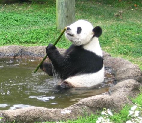 Panda Poop Study Provides Insights Into Micro Eurekalert