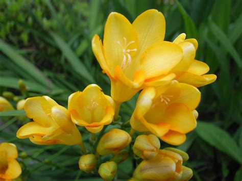 Maybe you would like to learn more about one of these? Freesia (Freesias) | A to Z Flowers