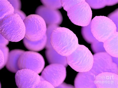 Enterococcus Bacteria Photograph By Sebastian Kaulitzkiscience Photo