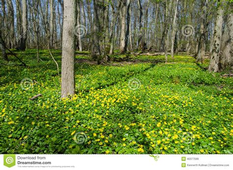 Yellow Wildflowers At Spring Stock Image Image Of Outdoor Natural