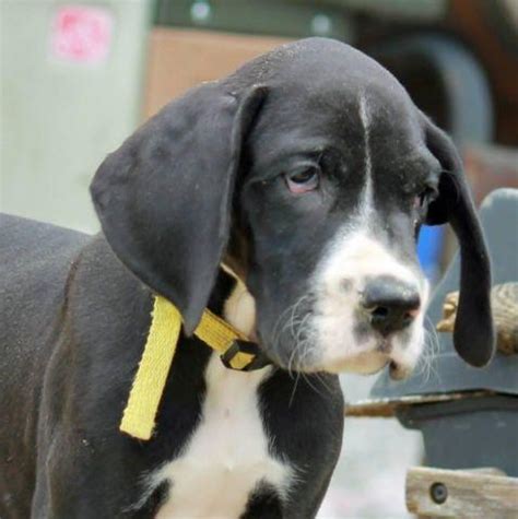 You'll receive email and feed alerts when new items arrive. AKC 100% European Great Dane Puppies (PRICE REDUCED) for ...
