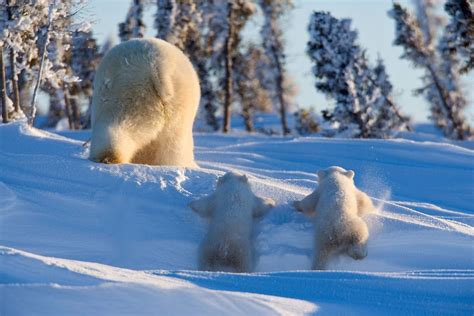 Animal Polar Bear Hd Wallpaper