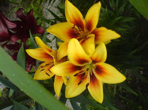 In a cold climate, you can dig up your tender bulbs in the fall and store them through the winter, replanting your bulbs will start blooming before new tree leaves grow in spring, so shady areas under trees can work just fine. Instructions for Growing And Taking Care of Amaryllis ...
