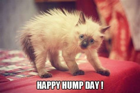 Happy Hump Day Funny Cat Photos Cats And Kittens Happy Cat