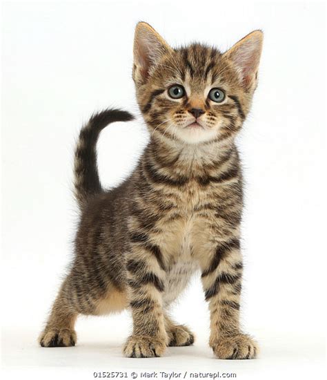 Nature Picture Library Tabby Kitten 6 Weeks Standing Mark Taylor