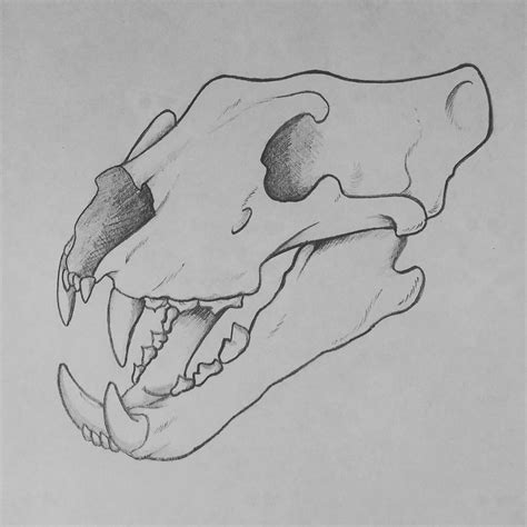 Anatomical Drawing Of A Tiger Skull By Allysonmoore19 On Deviantart