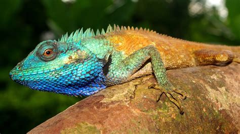 Colorful New Lizard Identified In Vietnam