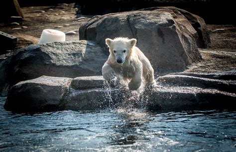 Polar Bear Cub Makes Debut Sunny 95