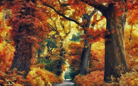 Nature Landscape Forest Road Fall Trees Colorful Shrubs