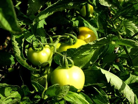 Tomato Growing Requirements