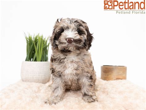 We have visited the store in pensacola, florida several times to purchase salt water fish for or new tank. Petland Florida has Cockapoo puppies for sale! Check out ...
