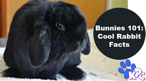 Find Out These 10 Fun Facts About Rabbits And See If They