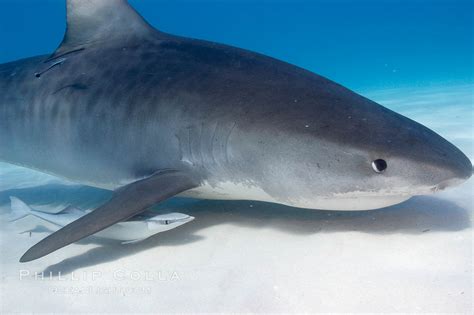 Tiger Shark Galeocerdo Cuvier Bahamas 10735