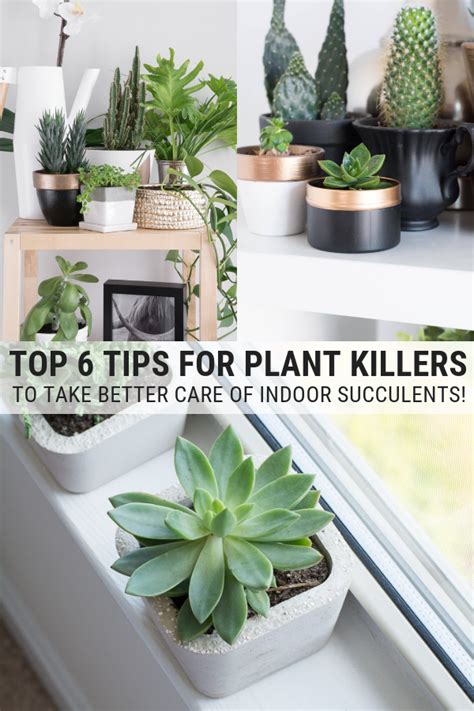 Plant Killers You Can Change Read My 6 Top Tips For Taking Care Of