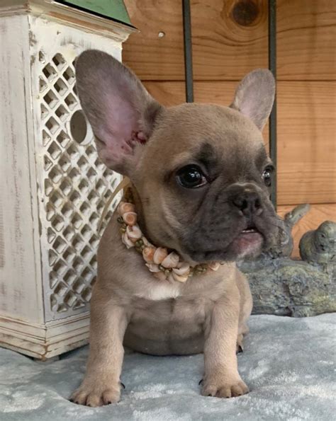 The Domestic Dogblue French Bulldog Sold Izzy Blue Fawn