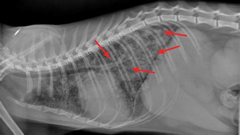 Pneumonia In Cats X Ray Cat Meme Stock Pictures And Photos