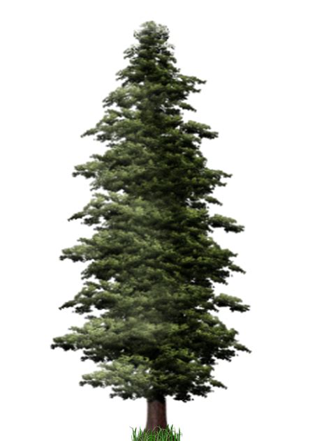 Pine Tree Png File Png Svg Clip Art For Web Download Clip Art Png