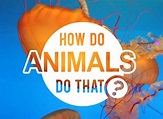 How Do Animals Do That? TV Show Air Dates & Track Episodes - Next Episode