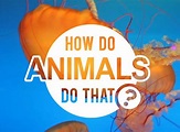 How Do Animals Do That? TV Show Air Dates & Track Episodes - Next Episode