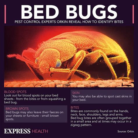 Bed Bug Bites How To Tell If You Have An Infestation Major Rash