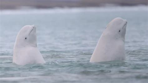 Why Are These Belugas So Excited About Earth Month Youtube