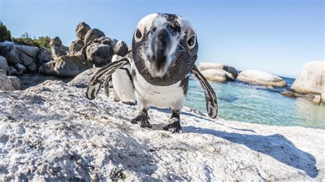 The Penguins Of Boulders Beach Luxury African Safarissouth America