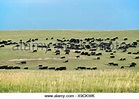 Black Angus, Rinder, Kühe, Prärie, South Dakota, USA, USA, Amerika ...