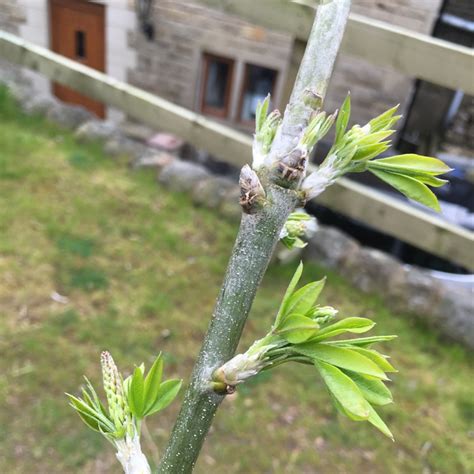 Laburnum X Watereri Vossii Vosss Laburnum Vossii In Gardentags