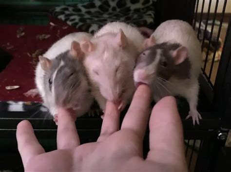 Do Pet Rats Bite 9 Reasons Why Rats Might Bite Animal Knowhow