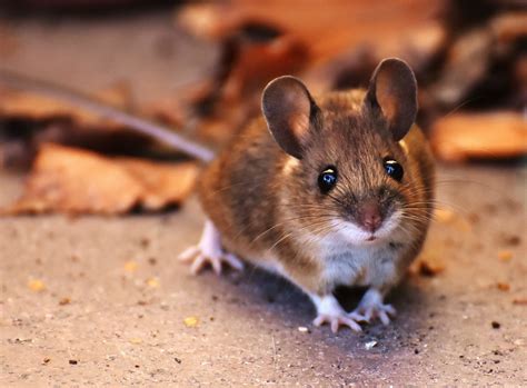 How To Catch A Field Mouse In Your Home Home