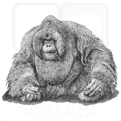 Simple Orangutan Drawing