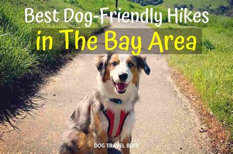 9 Best Dog Friendly Hikes In The Bay Area For You To Explore